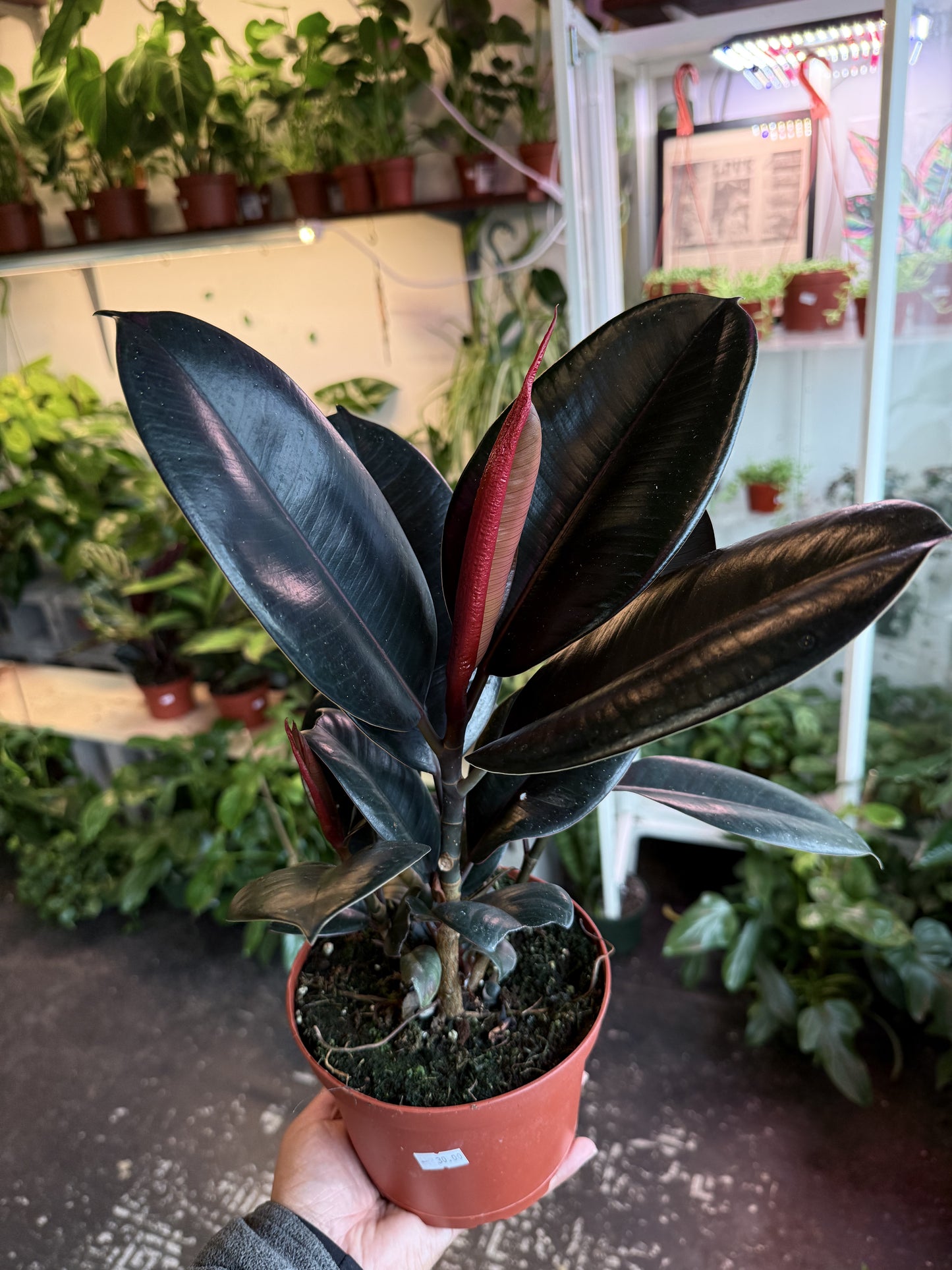 Ficus 'Elastica Burgundy'