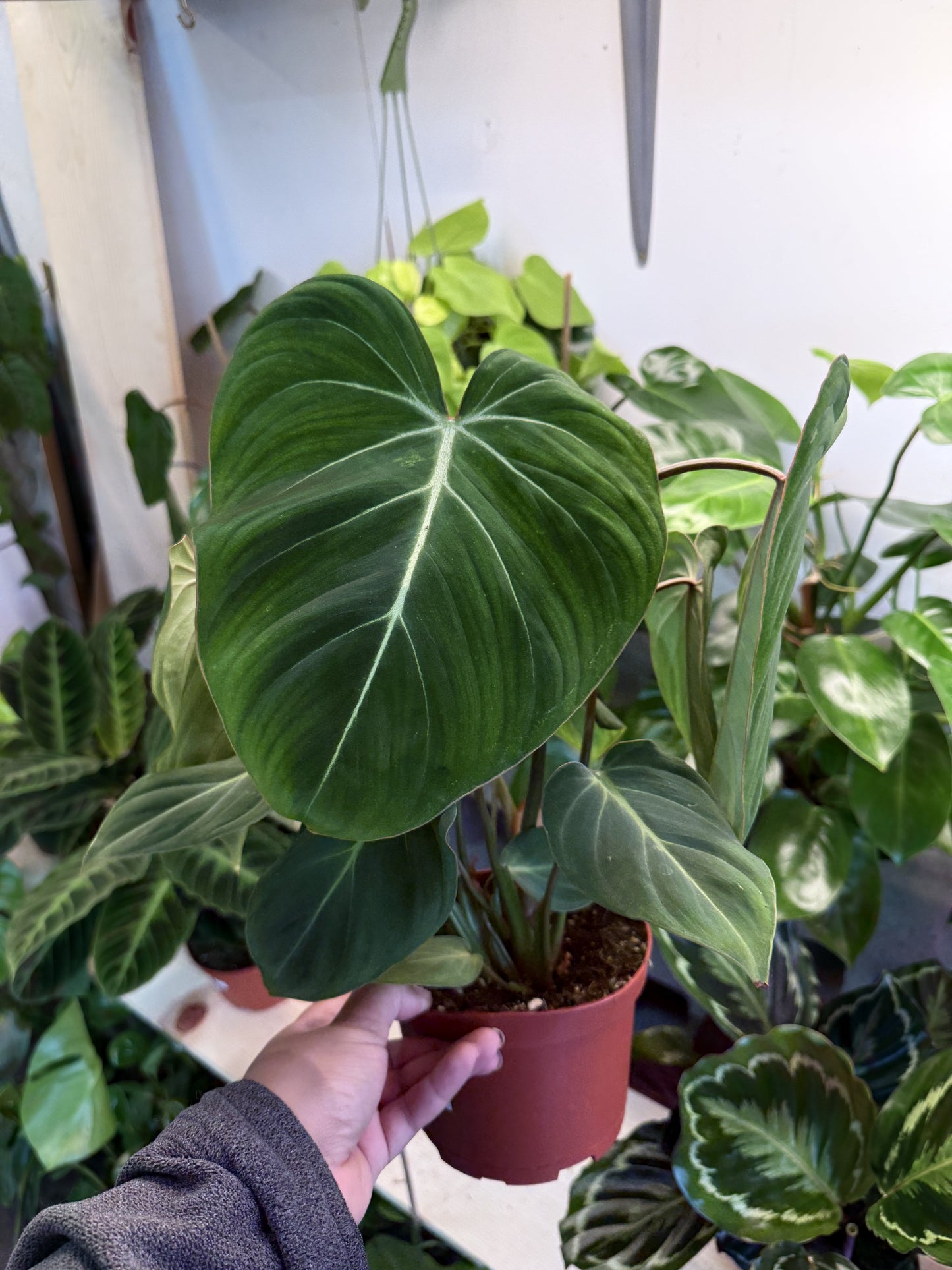 Philodendron Gloriosum ‘Zebra’