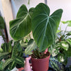 Philodendron Gloriosum ‘Zebra’