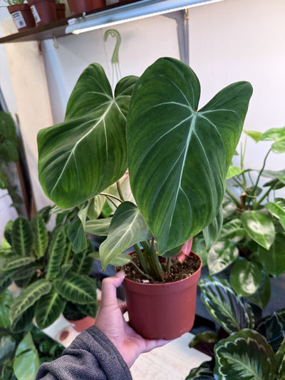 Philodendron Gloriosum ‘Zebra’