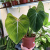 Philodendron Gloriosum ‘Zebra’