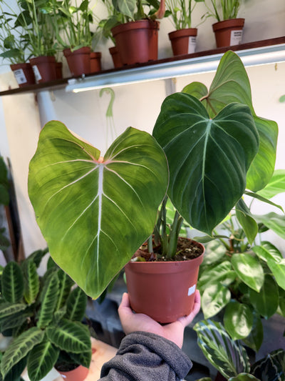 Philodendron Gloriosum ‘Zebra’