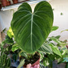 Philodendron Gloriosum ‘Zebra’