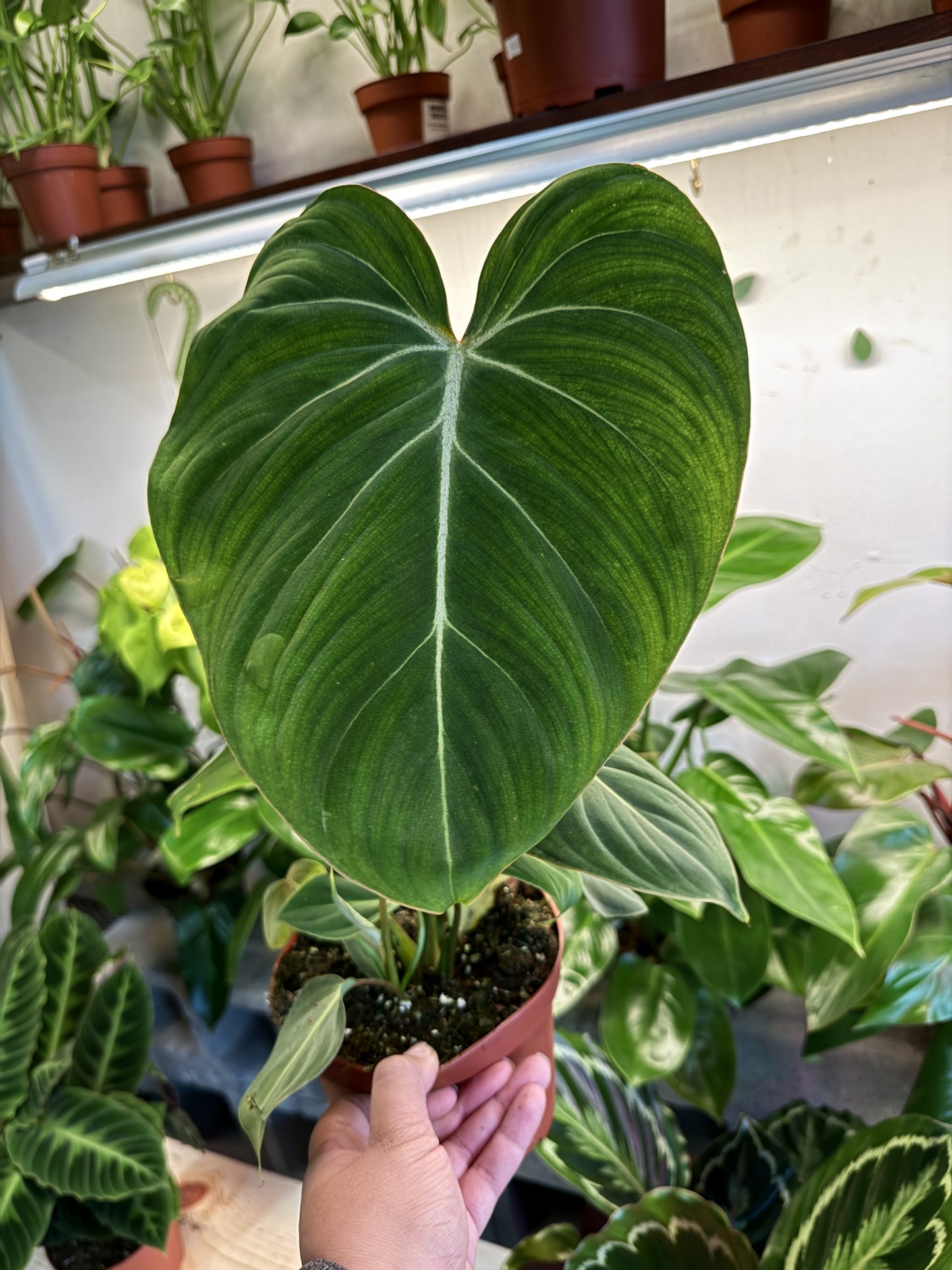 Philodendron Gloriosum ‘Zebra’