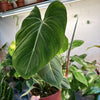 Philodendron Gloriosum ‘Zebra’