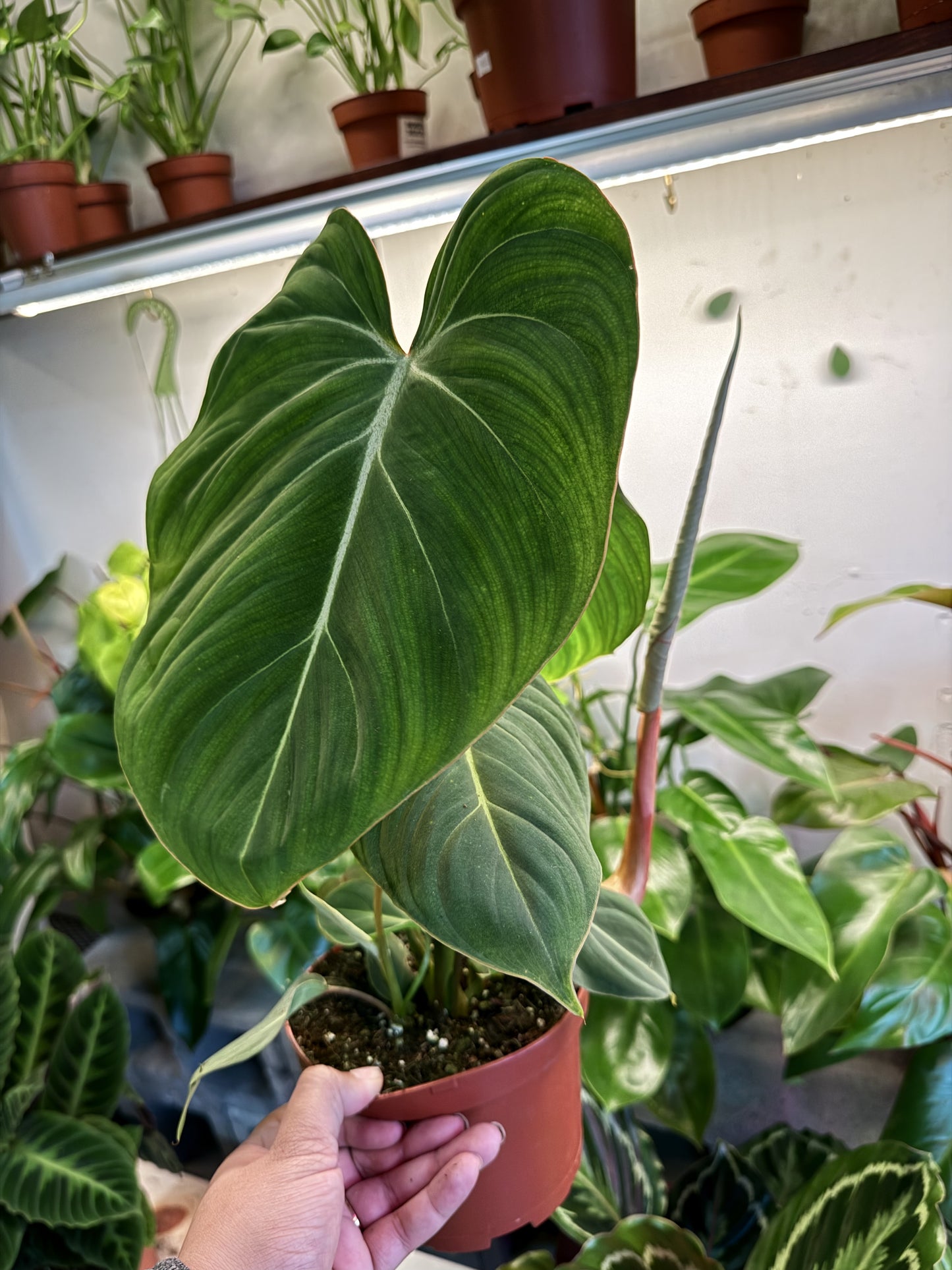 Philodendron Gloriosum ‘Zebra’