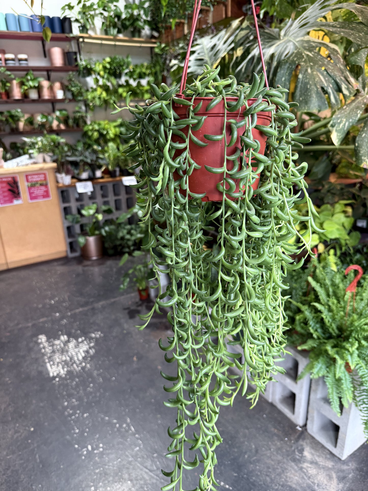 String of Bananas