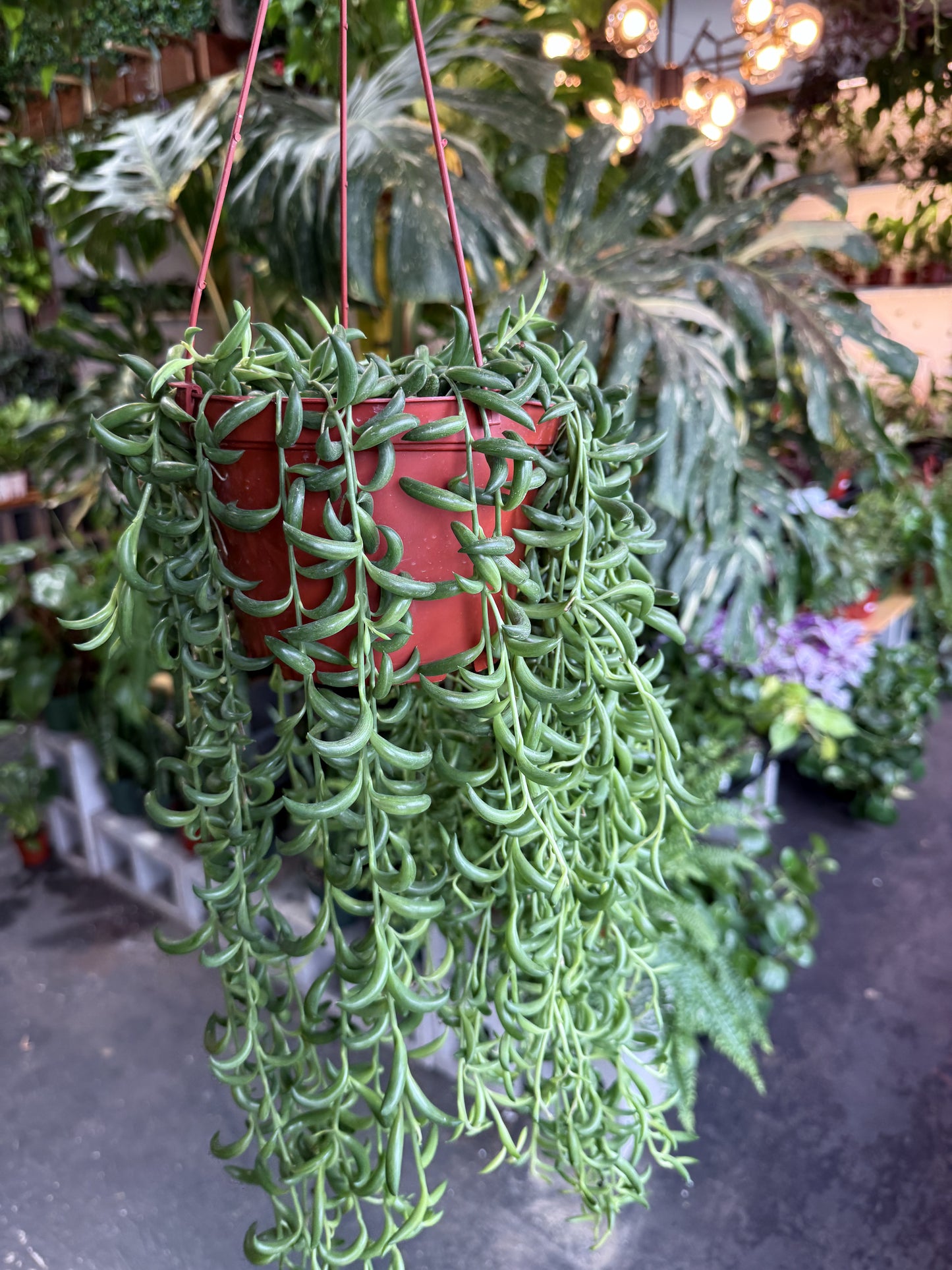 String of Bananas