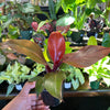 Philodendron McColley