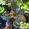 Ficus Elastica 'Ruby'