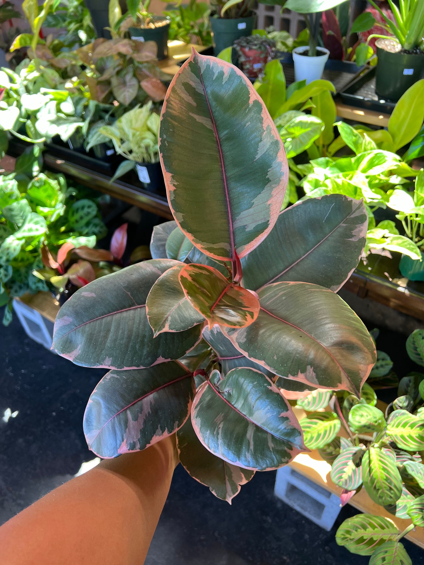 Ficus Elastica 'Ruby'