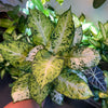 Dieffenbachia 'Amy'