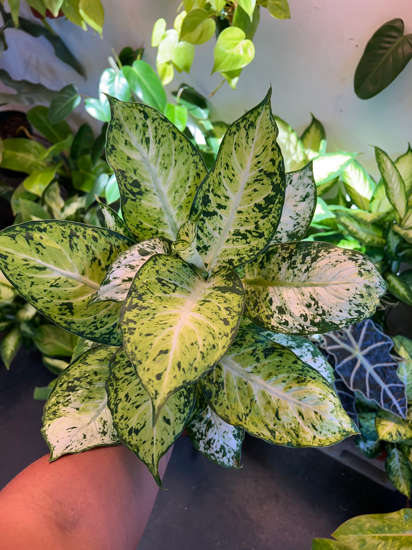 Dieffenbachia 'Amy'