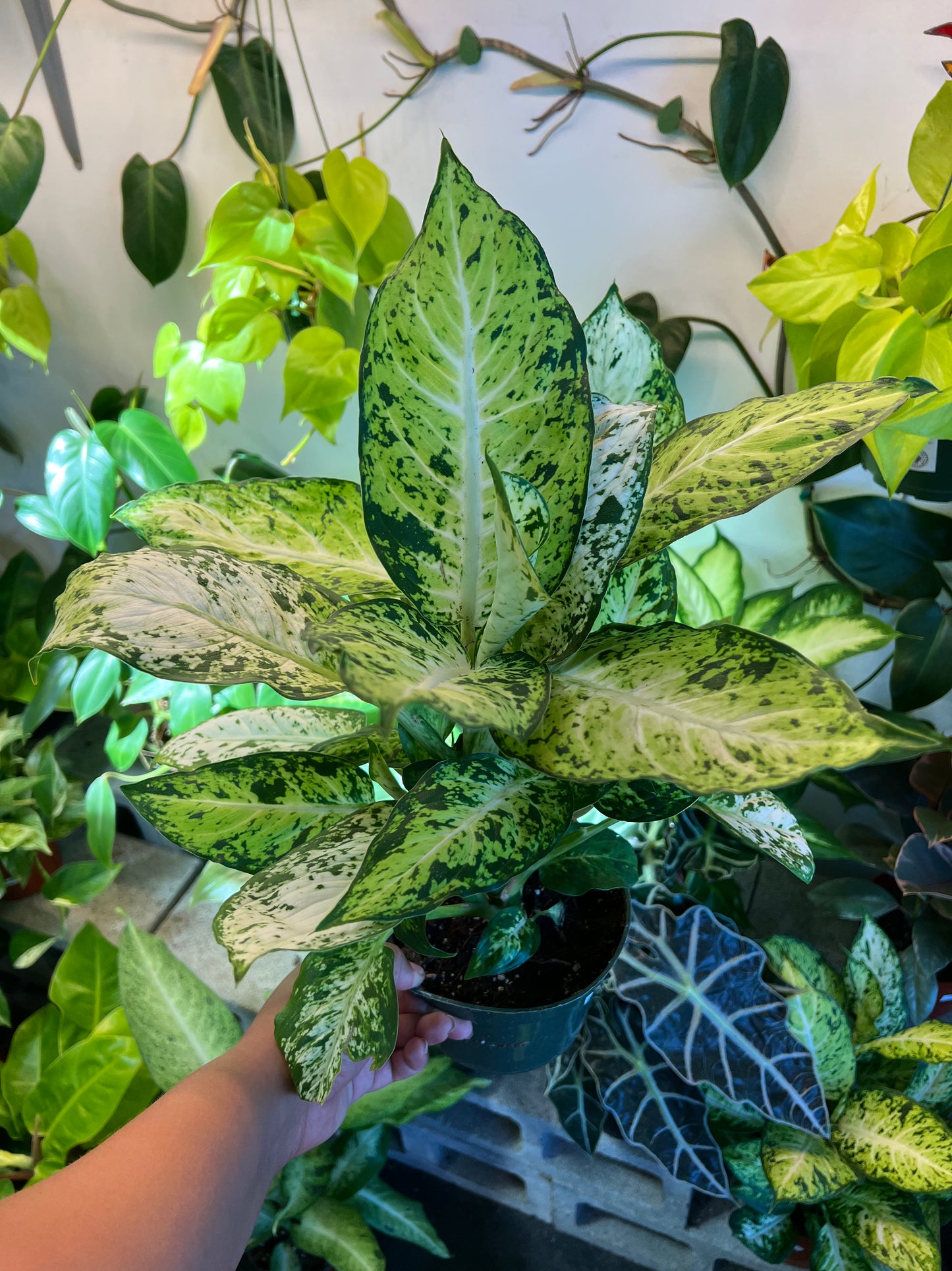 Dieffenbachia 'Amy'