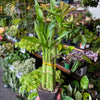 Dracaena 'Lucky Bamboo'