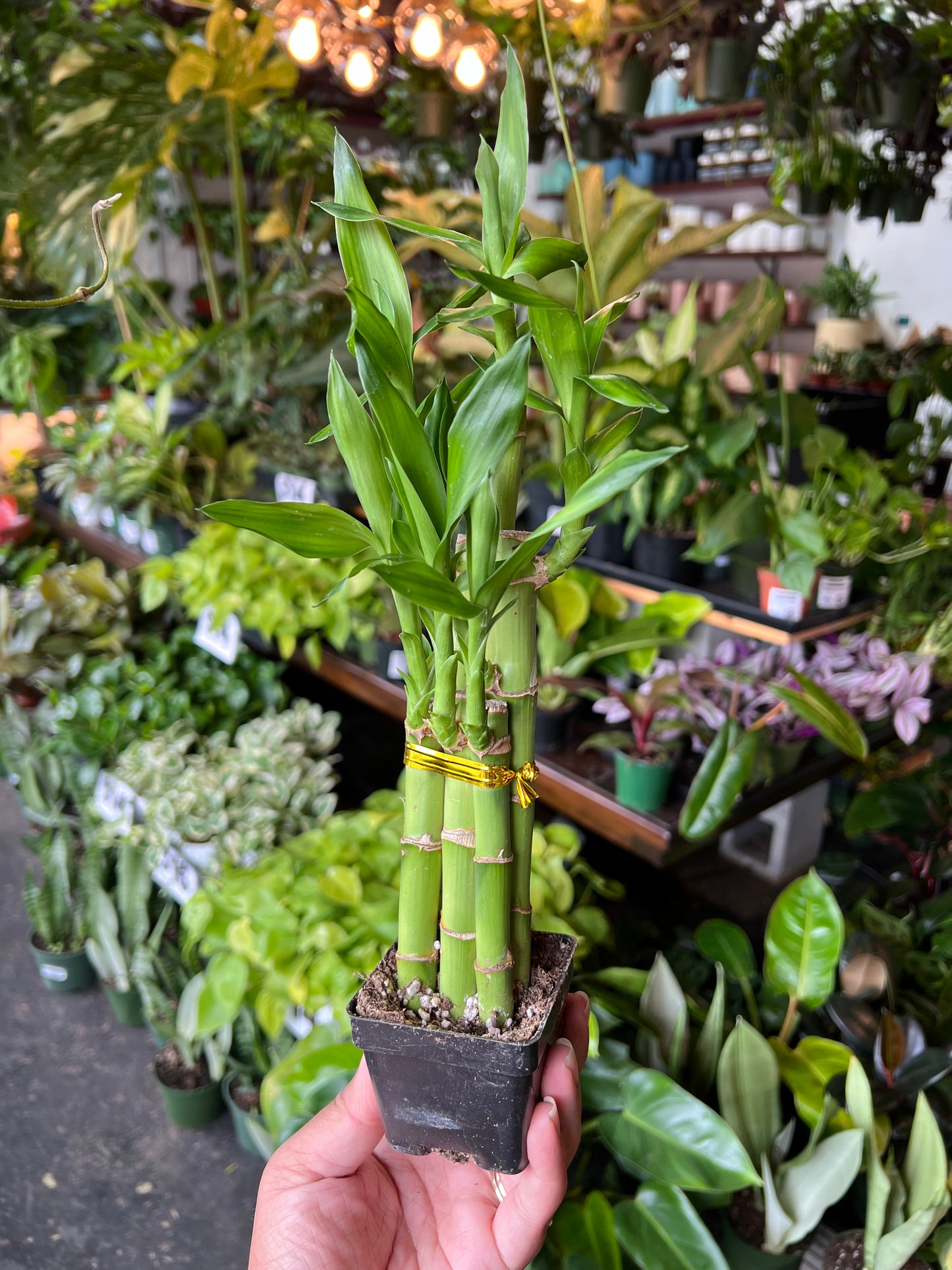 Dracaena 'Lucky Bamboo'