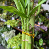 Dracaena 'Lucky Bamboo'