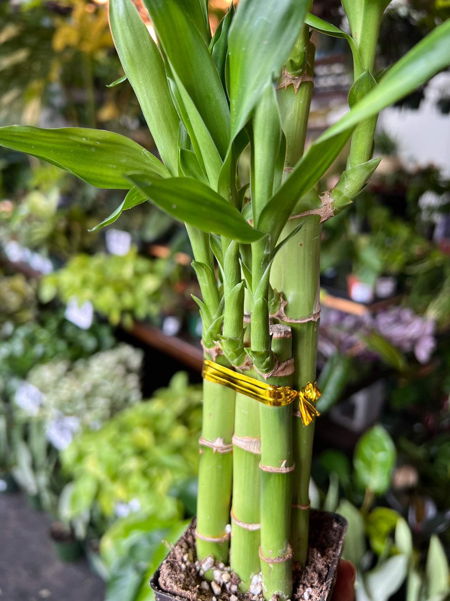 Dracaena 'Lucky Bamboo'