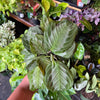 Maranta 'Silver Haze'