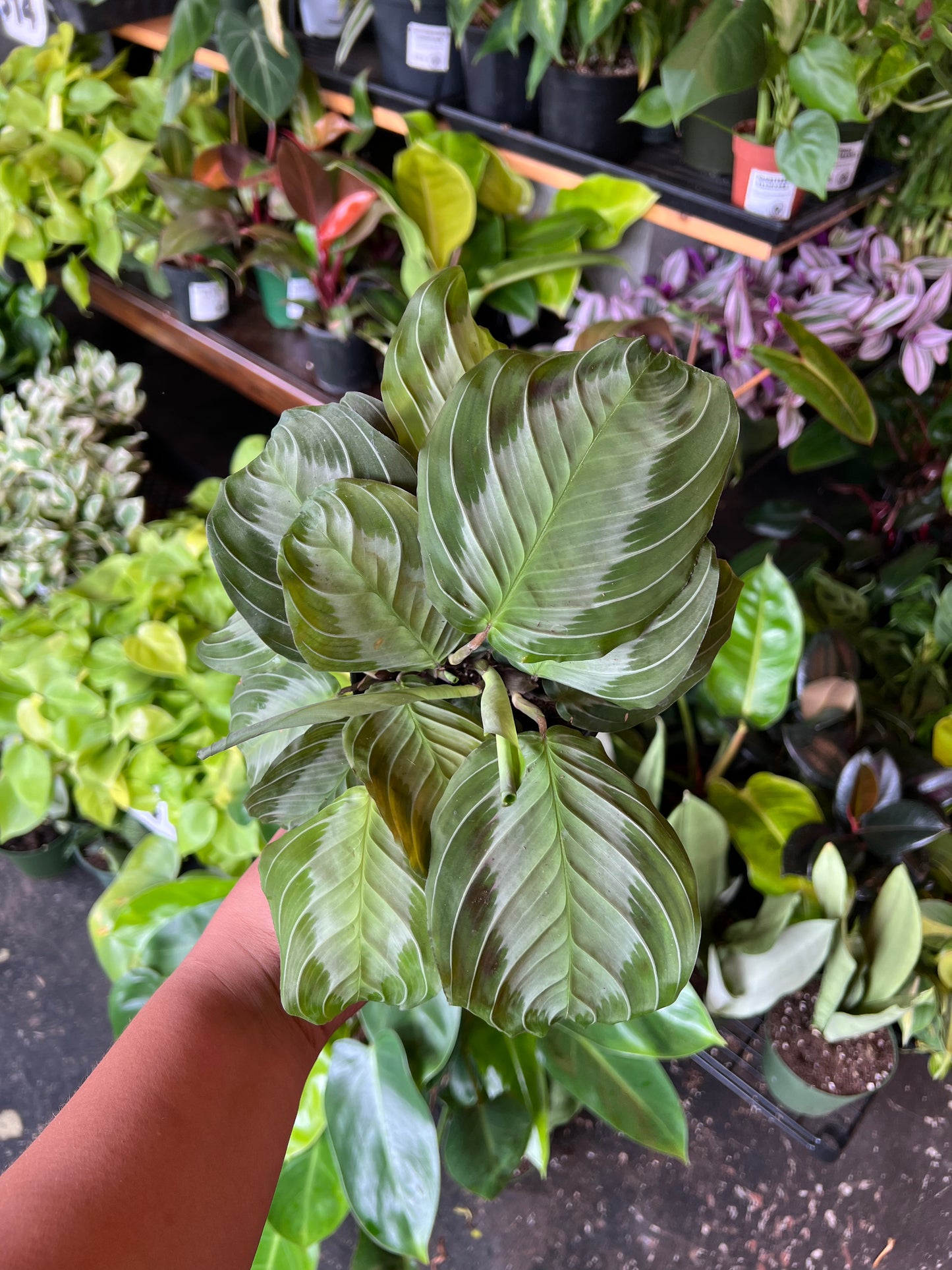 Maranta 'Silver Haze'