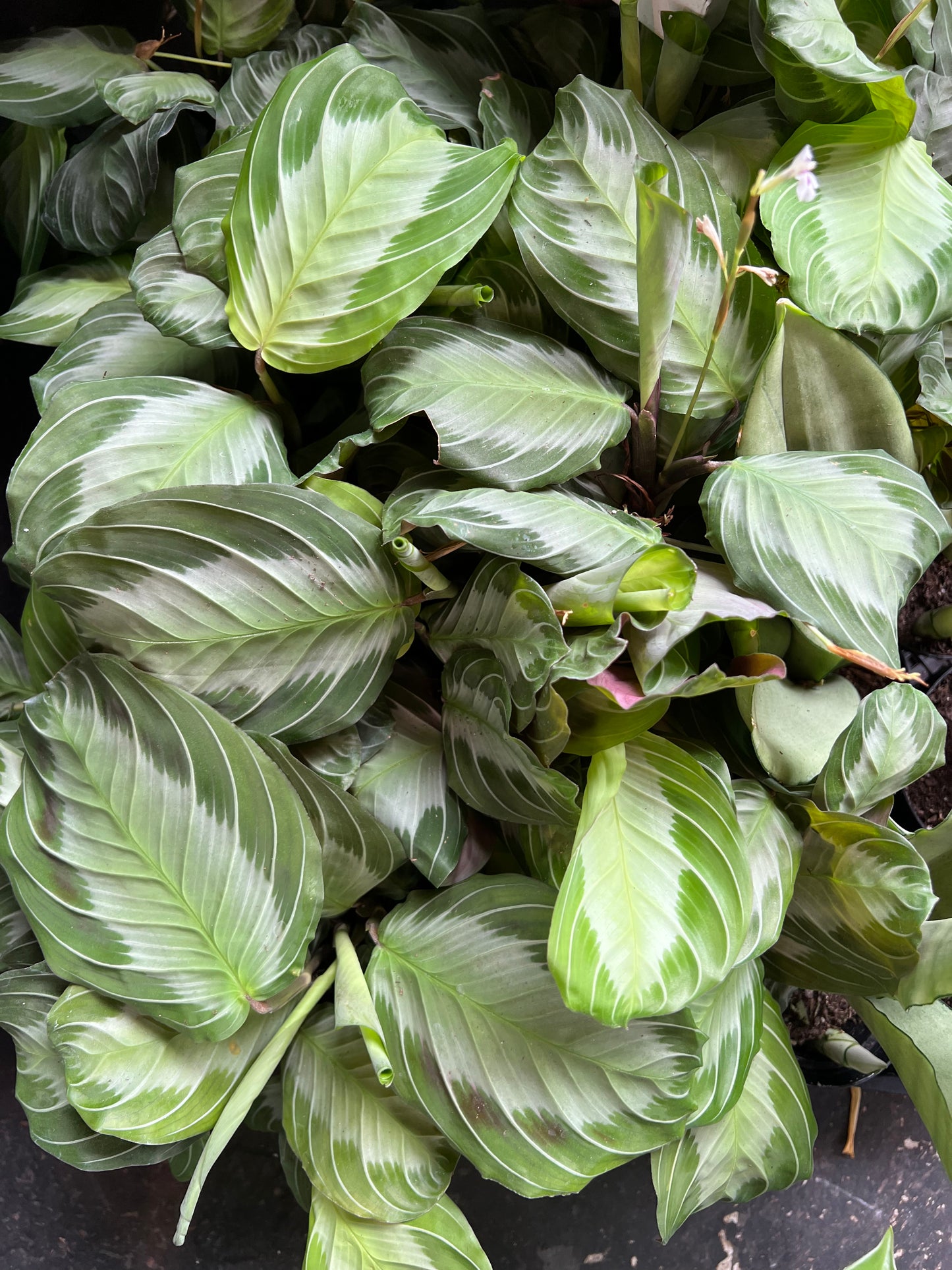 Maranta 'Silver Haze'