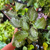 Maranta 'Silver Haze'