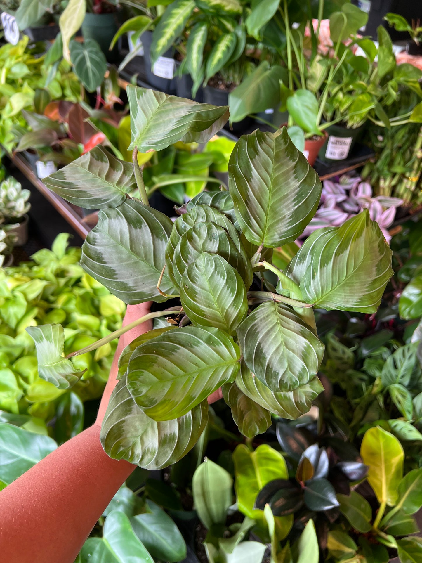 Maranta 'Silver Haze'