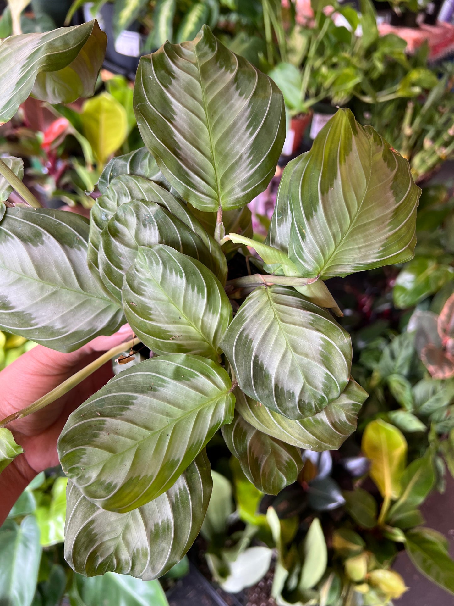 Maranta 'Silver Haze'