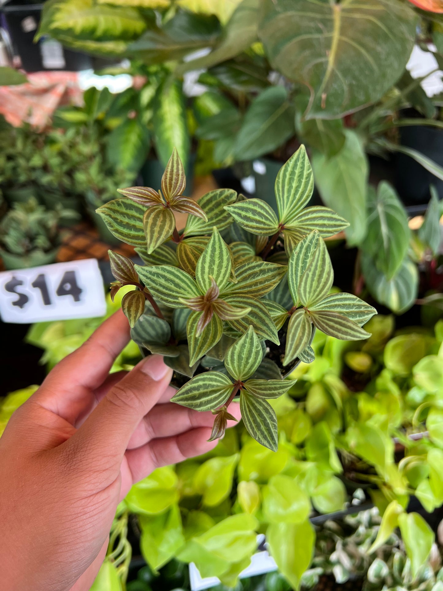 Peperomia 'Parallel'