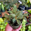 Peperomia 'Parallel'