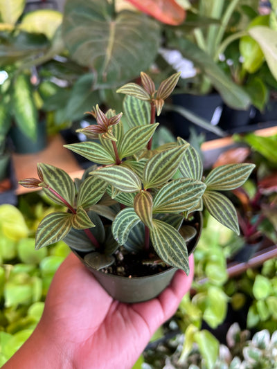 Peperomia 'Parallel'