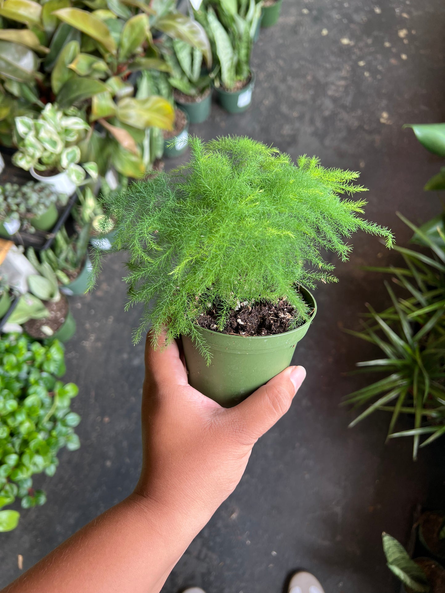 Fern ‘Asparagus’