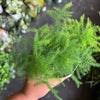 Fern ‘Asparagus’