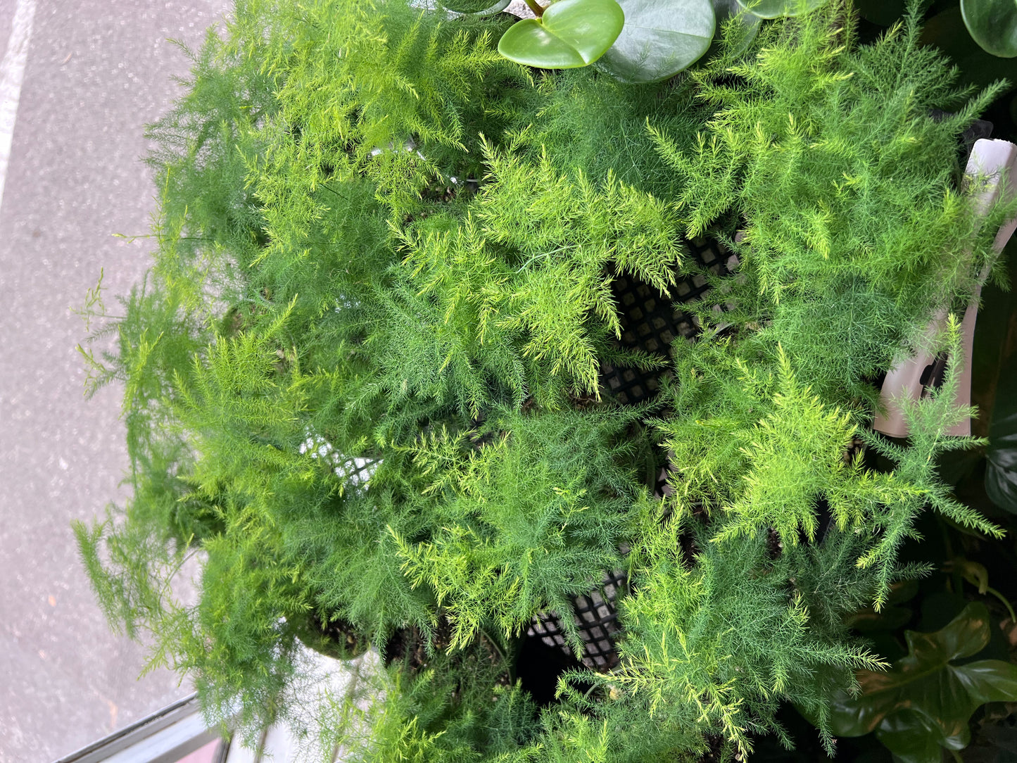 Fern ‘Asparagus’