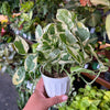 Pothos 'N' Joy