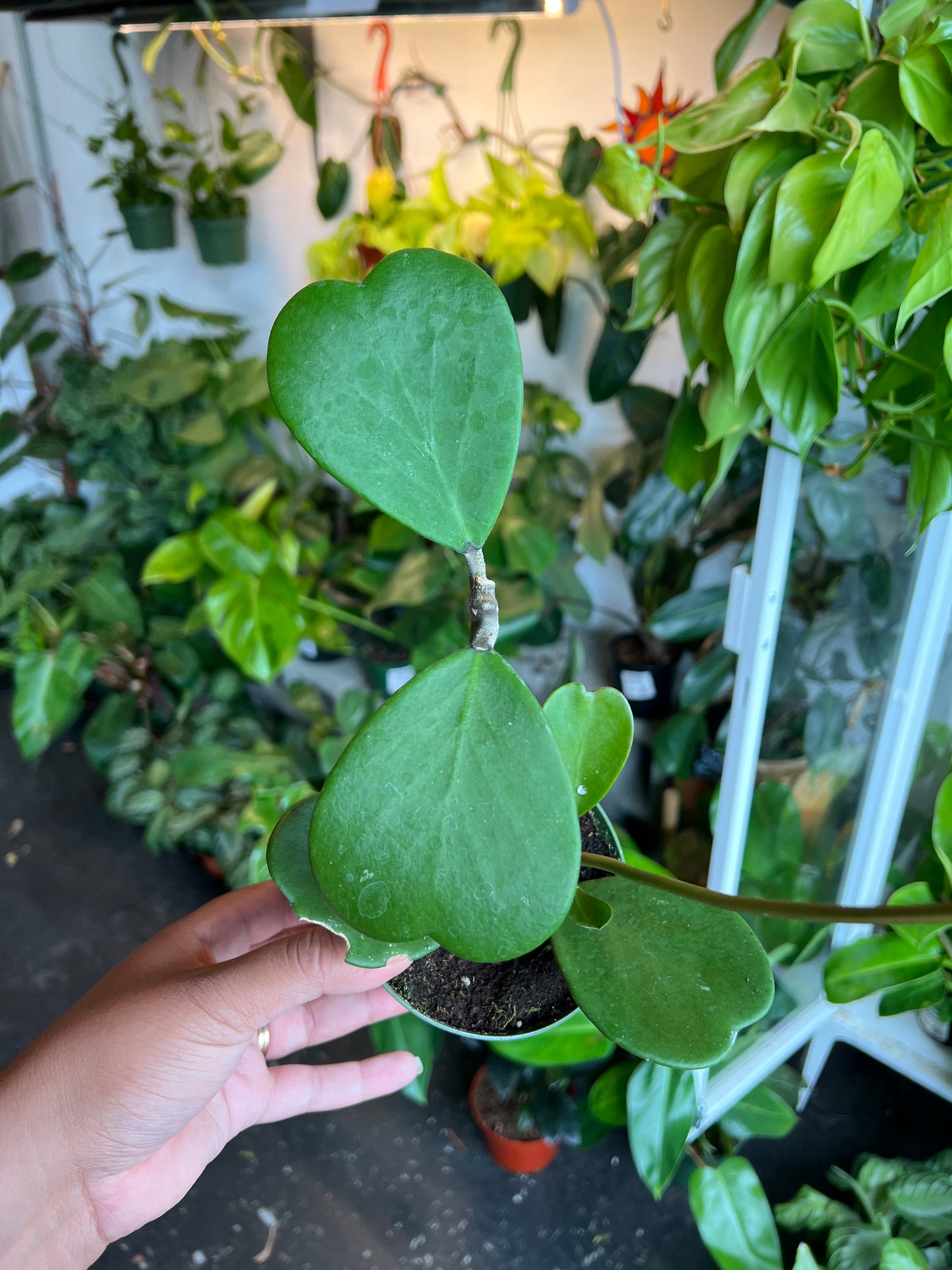 Hoya 'Kerrii Sweetheart'