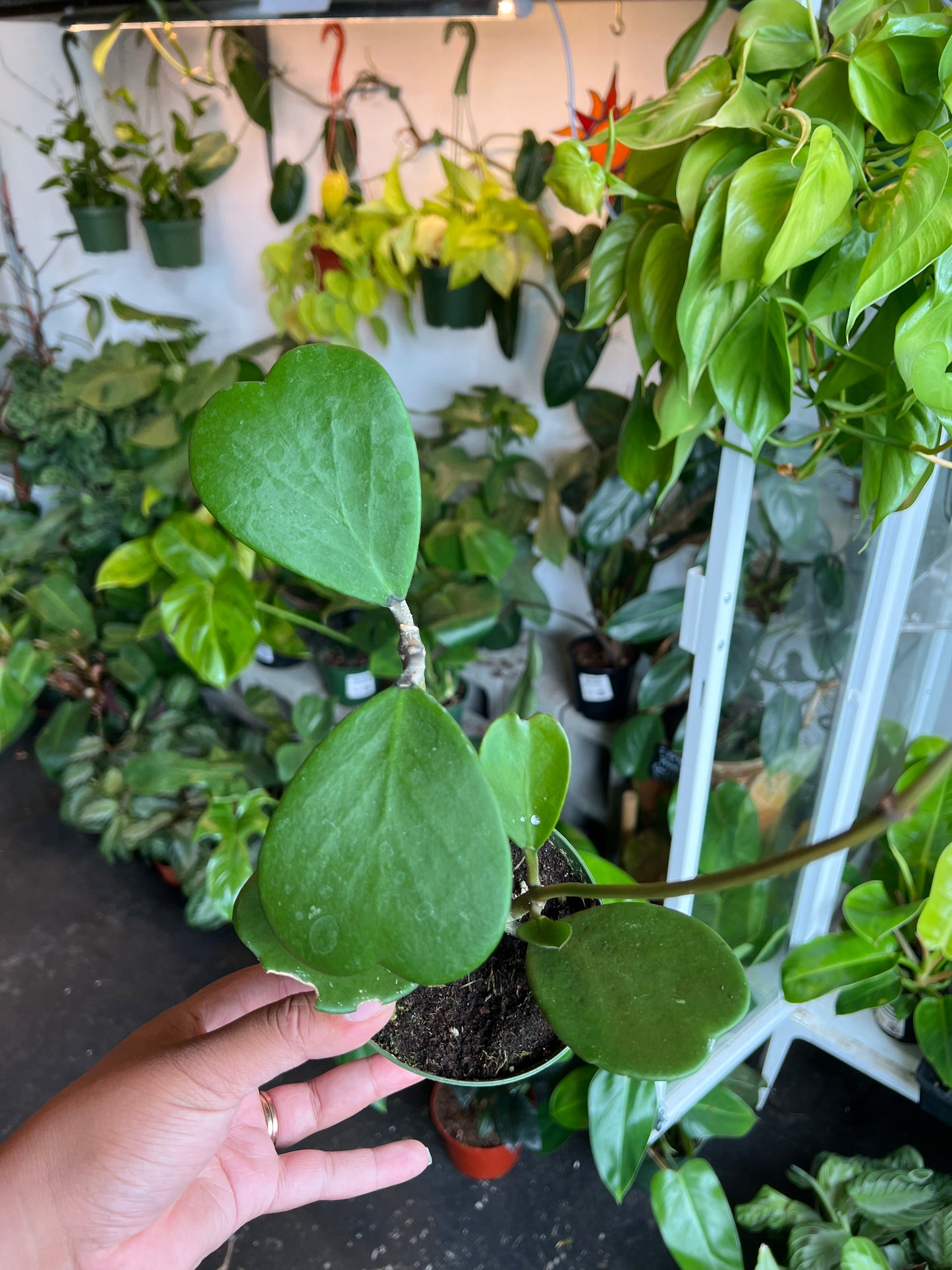 Hoya 'Kerrii Sweetheart'