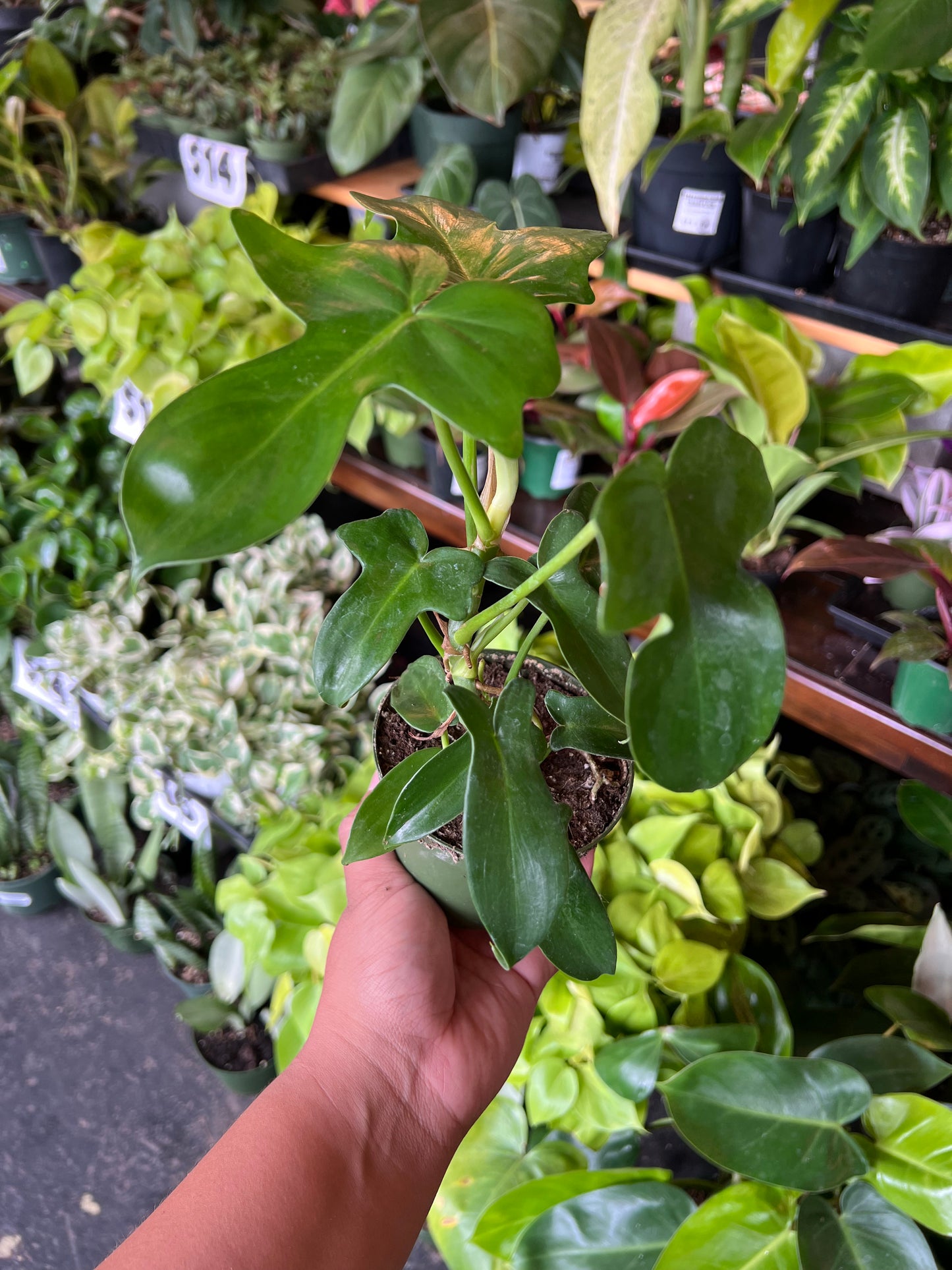 Philodendron 'Pedatum'