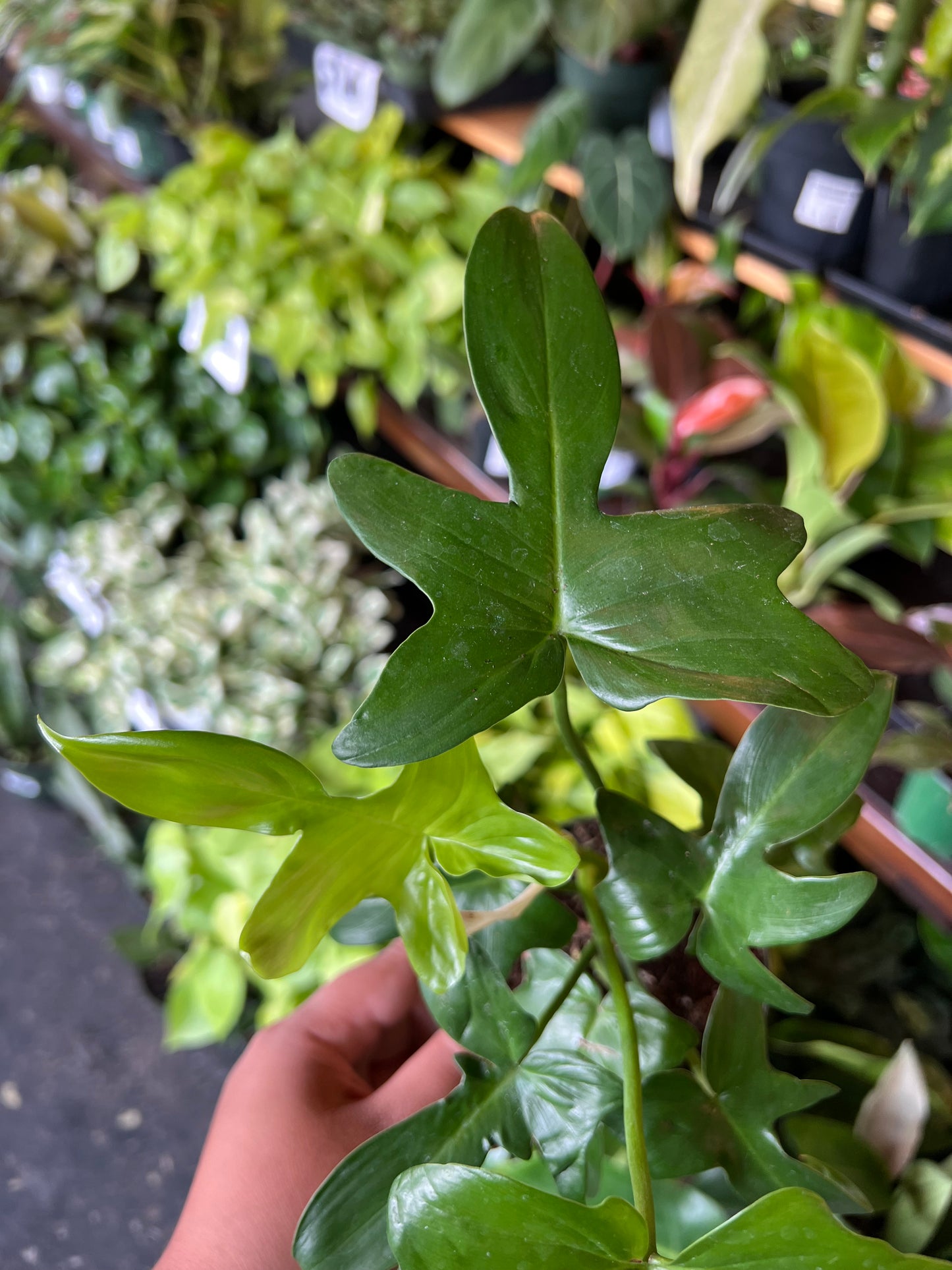 Philodendron 'Pedatum'