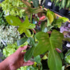 Philodendron 'Pedatum'