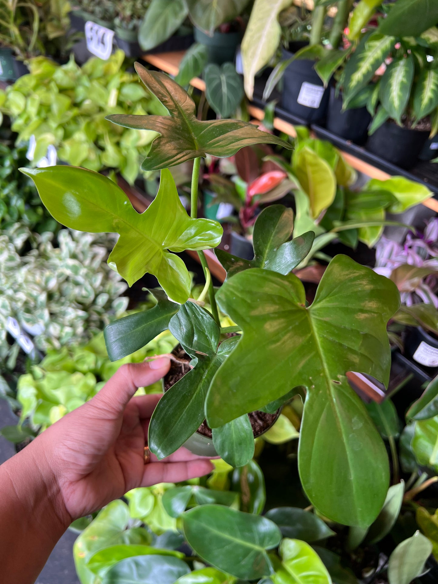 Philodendron 'Pedatum'