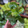 Peperomia ’Green’