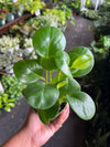 Peperomia ’Green’