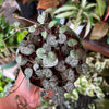 Succulent 'String of Hearts'