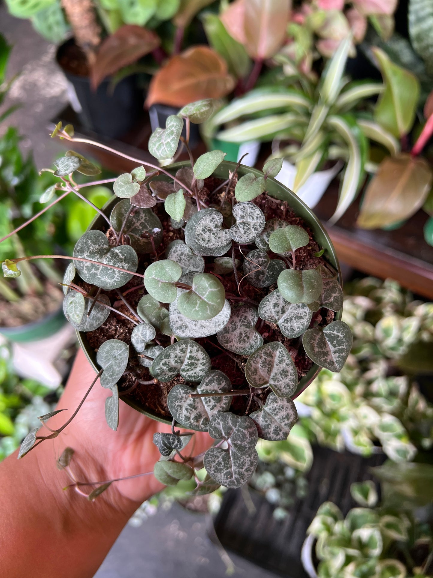 Succulent 'String of Hearts'