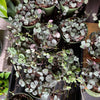 Succulent 'String of Hearts'