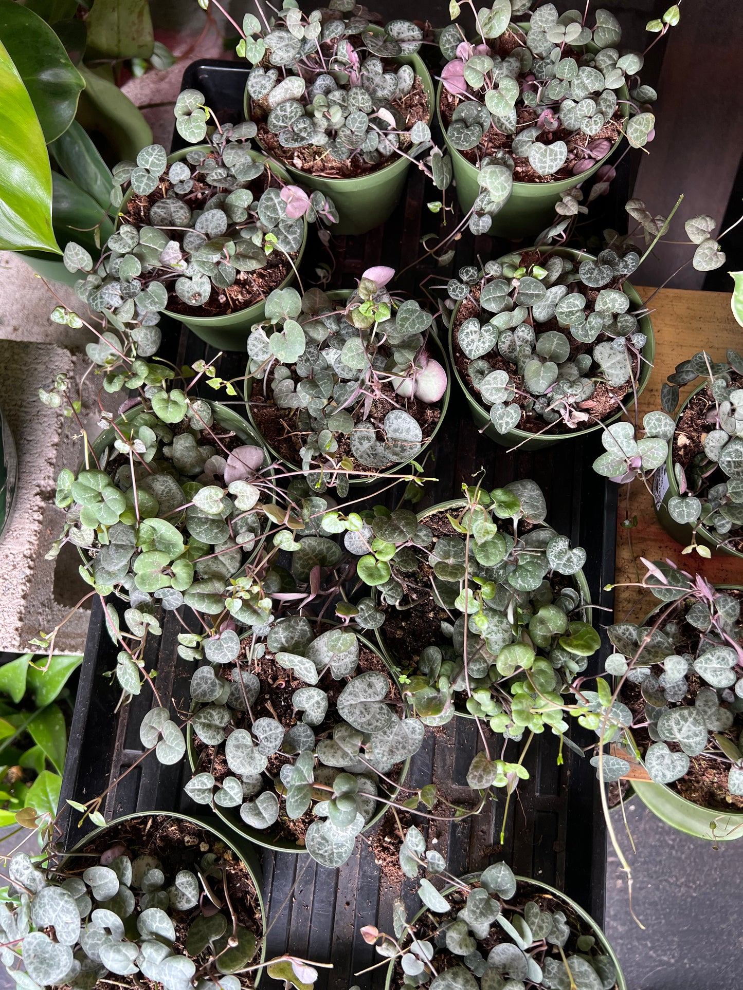 Succulent 'String of Hearts'