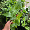 Syngonium Green Butterfly