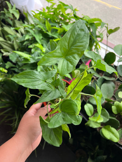 Syngonium Green Butterfly