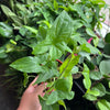 Syngonium Green Butterfly